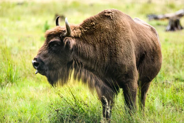 Europeisk Bisonoxe Vuxen Man Vitryssland Forest Utrotningshotad Art Nationellt Djur — Stockfoto