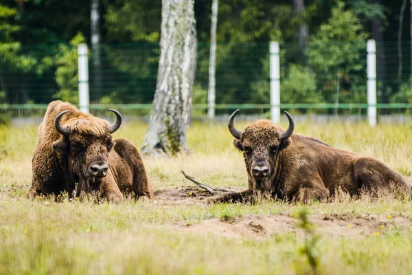 Stádo Evropského Bizona Bělorusku Zoologická Zahrada Lesního Parku Ohrožený Druh — Stock fotografie