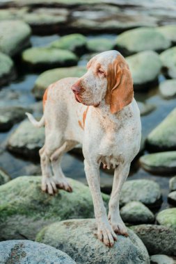 Güzel Bracco Italiano işaretçisi gün batımında kayaların üzerinde duruyor.