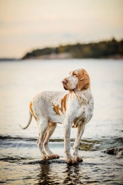Güzel Bracco Italiano işaretçisi gün batımında kayaların üzerinde duruyor.