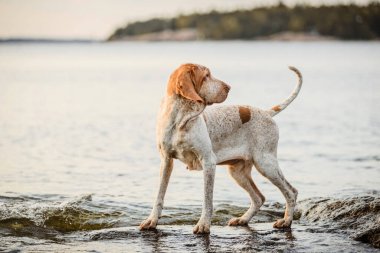 Güzel Bracco Italiano işaretçisi gün batımında kayaların üzerinde duruyor.