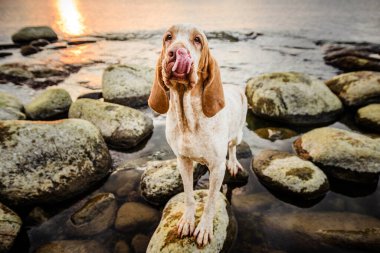 Komik bir yüz. Güzel Bracco Italiano işaretçisi. Gün batımında kayaların üzerinde duruyor.
