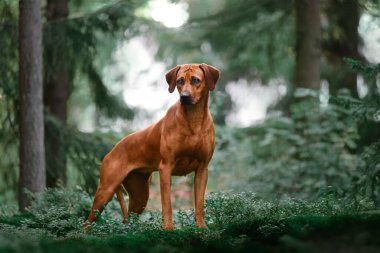 Sevimli Rodezyalı Sırt Sırtı Yeşil Orman doğa sahnesinde kayaların üzerinde duruyor