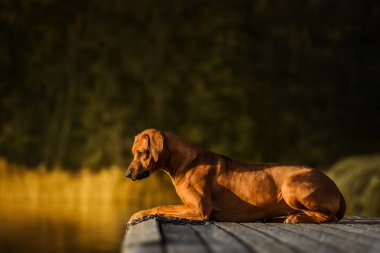 Sevimli Rhodesian Ridgeback köpeği sıcak yaz günbatımında gölün kenarında su ve kamışlarla uzanır.