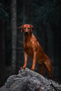 Sevimli Rodezyalı Sırt Sırtı Yeşil Orman doğa sahnesinde kayaların üzerinde duruyor