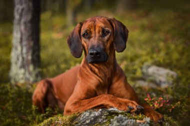 Sevimli Rodezyalı Sırt Sırtı Yeşil Orman doğa sahnesinde yosunlu kayaların üzerinde yatıyor