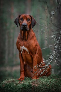 Sevimli Rodezyalı Sırt Sırtı Yeşil Orman doğa sahnesinde yosunlu kayaların üzerinde oturuyor.