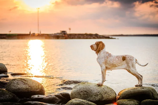 Güzel Bracco Italiano işaretçisi gün batımında kayaların üzerinde duruyor.