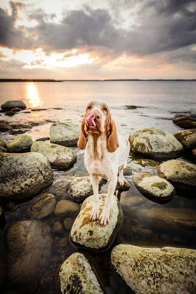 Cara Engraçada Bela Bracco Italiano Ponteiro Sobre Rochas Pôr Sol — Fotografia de Stock