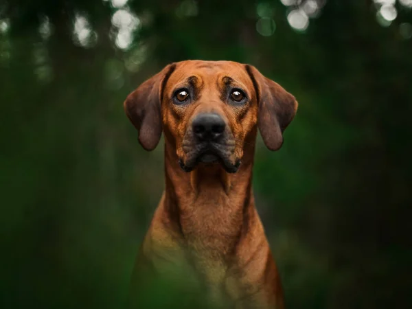 Rozkošný Rhodesian Ridgeback Zblízka Portrét Zelené Lesní Přírodní Scéně — Stock fotografie