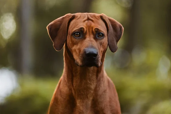 Bedårande Rhodesian Ridgeback Närbild Porträtt Grön Skog Natur Scen — Stockfoto