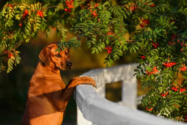 Schattige Rhodesian Ridgeback Hond Close Portret Groene Natuur Scene Bij — Stockfoto