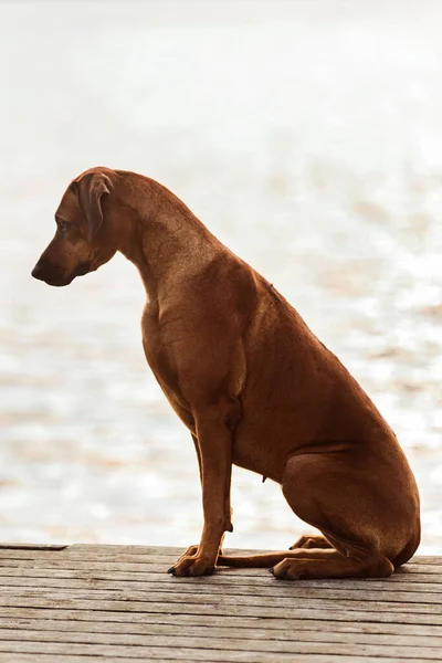Schattige Rhodesian Ridgeback Hond Zittend Water Achtergrond — Stockfoto