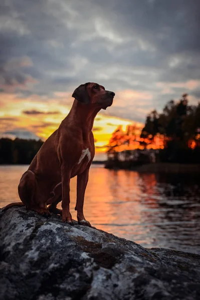 Чарівна Родезійська Собака Стоїть Каменях Водою Небом Заходу Сонця Фоні — стокове фото