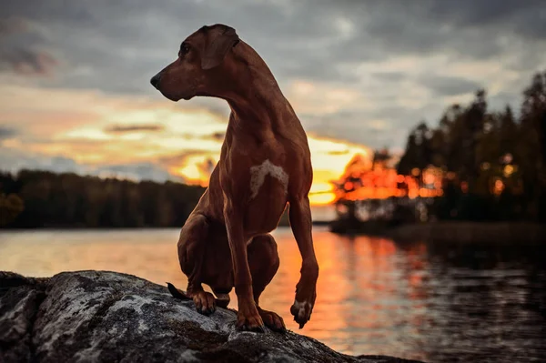 Bedårande Rhodesian Ridgeback Hund Stygn Stenar Med Vatten Och Solnedgång — Stockfoto