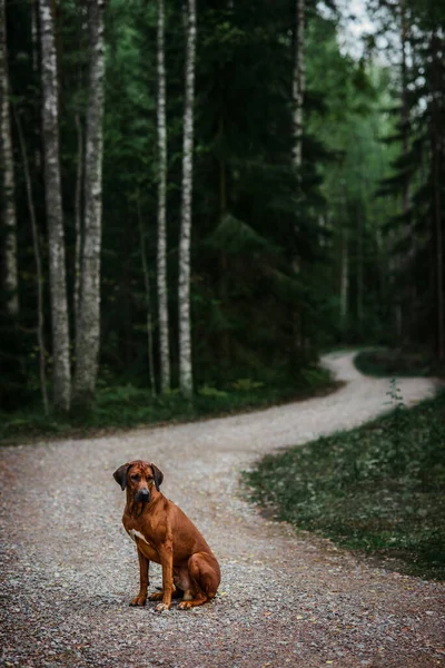 Krásný Rhodéský Ridgeback Pes Sedí Silnici Zeleném Lese Přírodní Scény — Stock fotografie