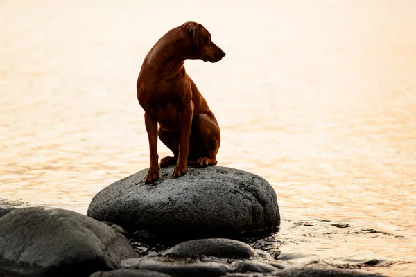 Αξιολάτρευτο Σκυλί Rhodesian Ridgeback Ράβοντας Βράχους Νερό Και Ηλιοβασίλεμα Ουρανό — Φωτογραφία Αρχείου