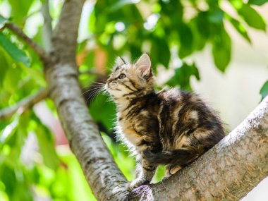 Şirin, komik, meraklı kedi yavrusu güneşli yaz gününde bahçede ağaca tırmanıyor.