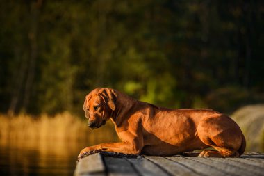 Sevimli Rhodesian Ridgeback köpeği sıcak yaz günbatımında gölün kenarında su ve kamışlarla uzanır.