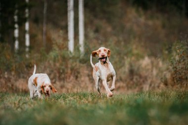 Güzel Bracco Italiano işaret köpeği ağzında av kuşu taşıyor.