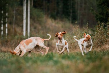 Üç komik surat Bracco Italiano işaretçisi av köpekleri keklik avlıyor, kulakları rüzgarda çınlıyor, yaz akşamı çekimi.