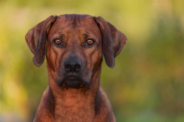 Sevimli Rodezyalı Sırt Sırtı Yeşil Orman Doğa Sahnesi 'nde yakın plan portresi