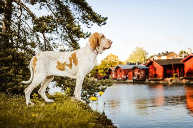Güzel Bracco Italiano işaretçisi Porvoo 'nun ünlü kırmızı evleri arka planda duruyor.