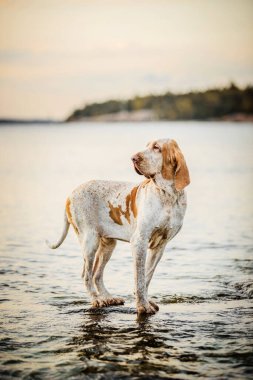 Güzel Bracco Italiano işaretçisi gün batımında kayaların üzerinde duruyor.