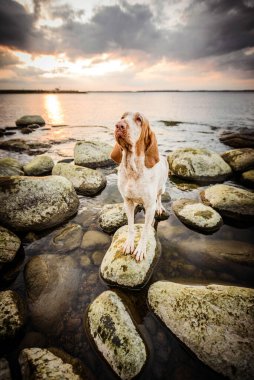 Güzel Bracco Italiano işaretçisi gün batımında kayaların üzerinde duruyor.