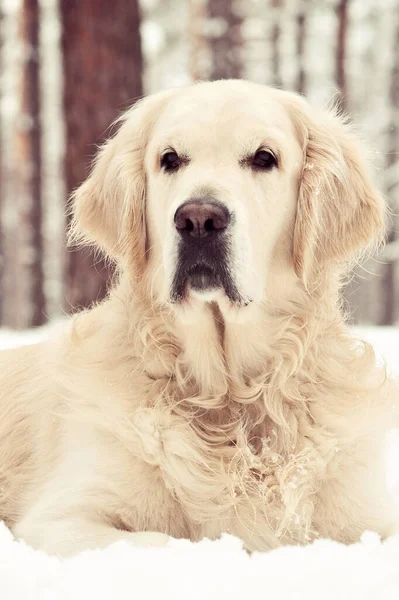 Close Portret Pięknego Psa Golden Retriever Lesie Zimowym — Zdjęcie stockowe