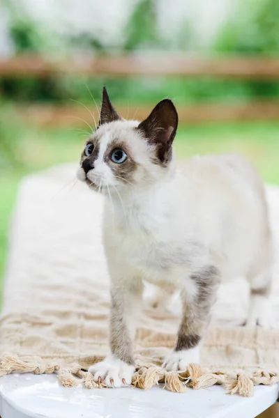 Retrato Gato Gatito Blanco Gris Lindo Busca Captura —  Fotos de Stock