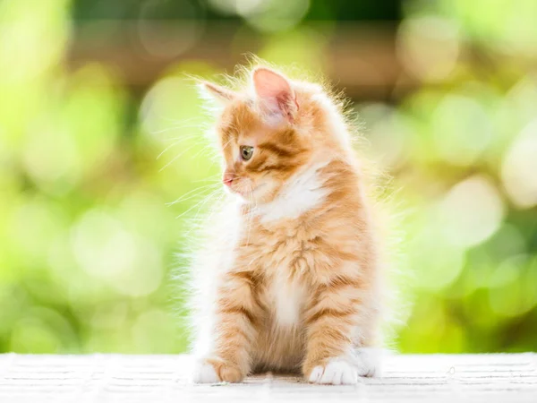 Güneşli Yaz Arka Planında Sevimli Kırmızı Turuncu Tüylü Kedi Yavrusunun — Stok fotoğraf