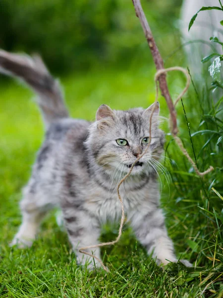 Cute Gray Fluffy Silly Face Cat Playing Grass Attacking Toy — Stock Photo, Image