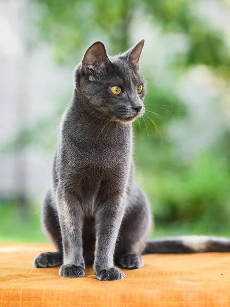 かわいいですグレーロシアの青い猫の肖像 キャッチ — ストック写真