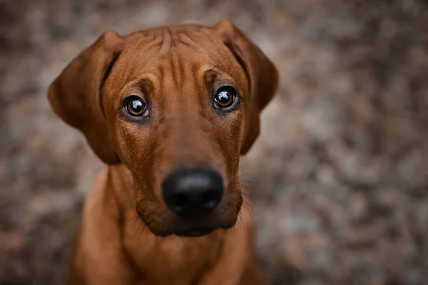 Nieuwsgierige Rhodesian Ridgeback Puppy Hond Die Direct Opkijkt Naar Camera — Stockfoto