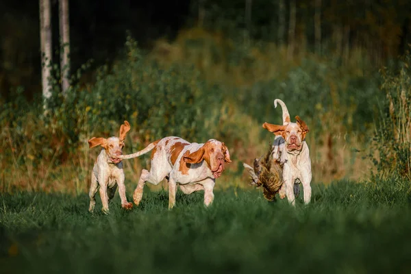 Três Cara Engraçada Bracco Italiano Ponteiro Cães Caça Faisão Aves — Fotografia de Stock