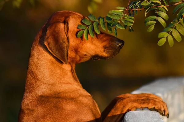 Schattige Rhodesian Ridgeback Hond Close Portret Groene Natuur Scene Bij — Stockfoto