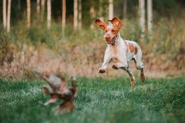 Güzel Bracco Italiano Işaretçisi Çimende Koşan Köpeği Kükreyen Sülün — Stok fotoğraf