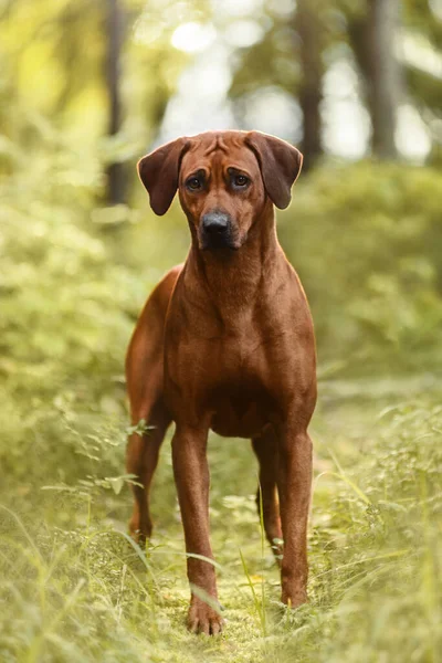 Adorable Rhodesian Ridgeback Pie Escena Naturaleza Del Bosque Verde —  Fotos de Stock