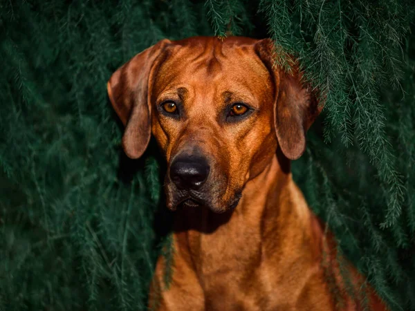 Imádnivaló Rodéziai Ridgeback Közelkép Portré Zöld Erdő Természet Jelenet — Stock Fotó