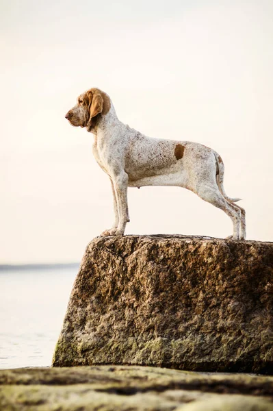 Belo Ponteiro Bracco Italiano Sobre Rochas Pôr Sol Mar Landsape — Fotografia de Stock