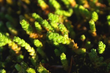 ormanda taze bahar yeşil eğreltiotu yaprakları.