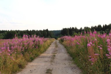 Çiçek açan sally çiçek bir alan ile Yaz Manzara