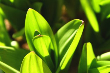 Mükemmel yeşil çim ve çiy soyut arka plan