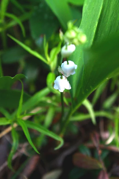 Vue rapprochée des fleurs blanches Campanula persicifolia — Photo