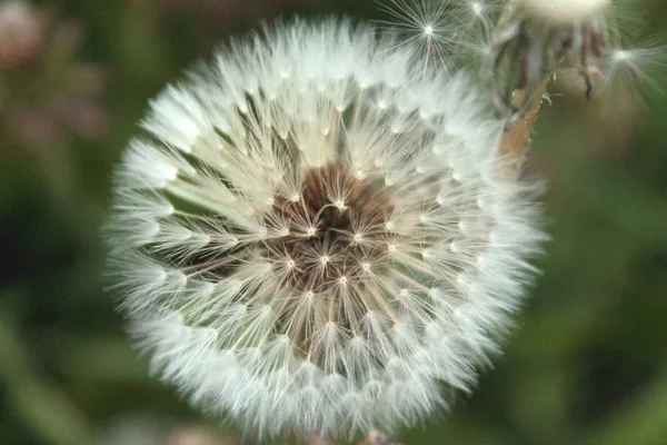 Nahaufnahme von Löwenzahn weiße Blume — Stockfoto