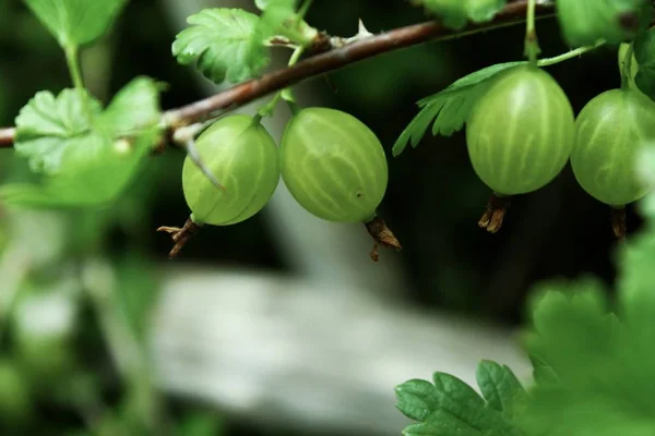 Закрыть вид на зеленые ягоды, растущие в саду — стоковое фото