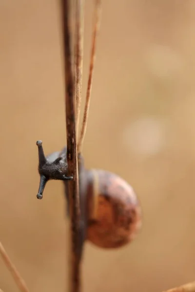 Στενή όψη του σαλιγκαριού στο φυτικό στέλεχος — Φωτογραφία Αρχείου