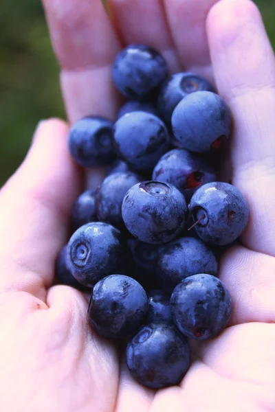 Hands holding fresh blueberries - natural berries in forest