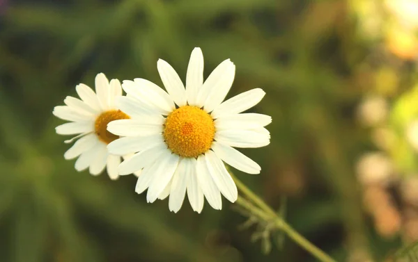 Nära bild av kamomill blomma i sommardag Macro — Stockfoto